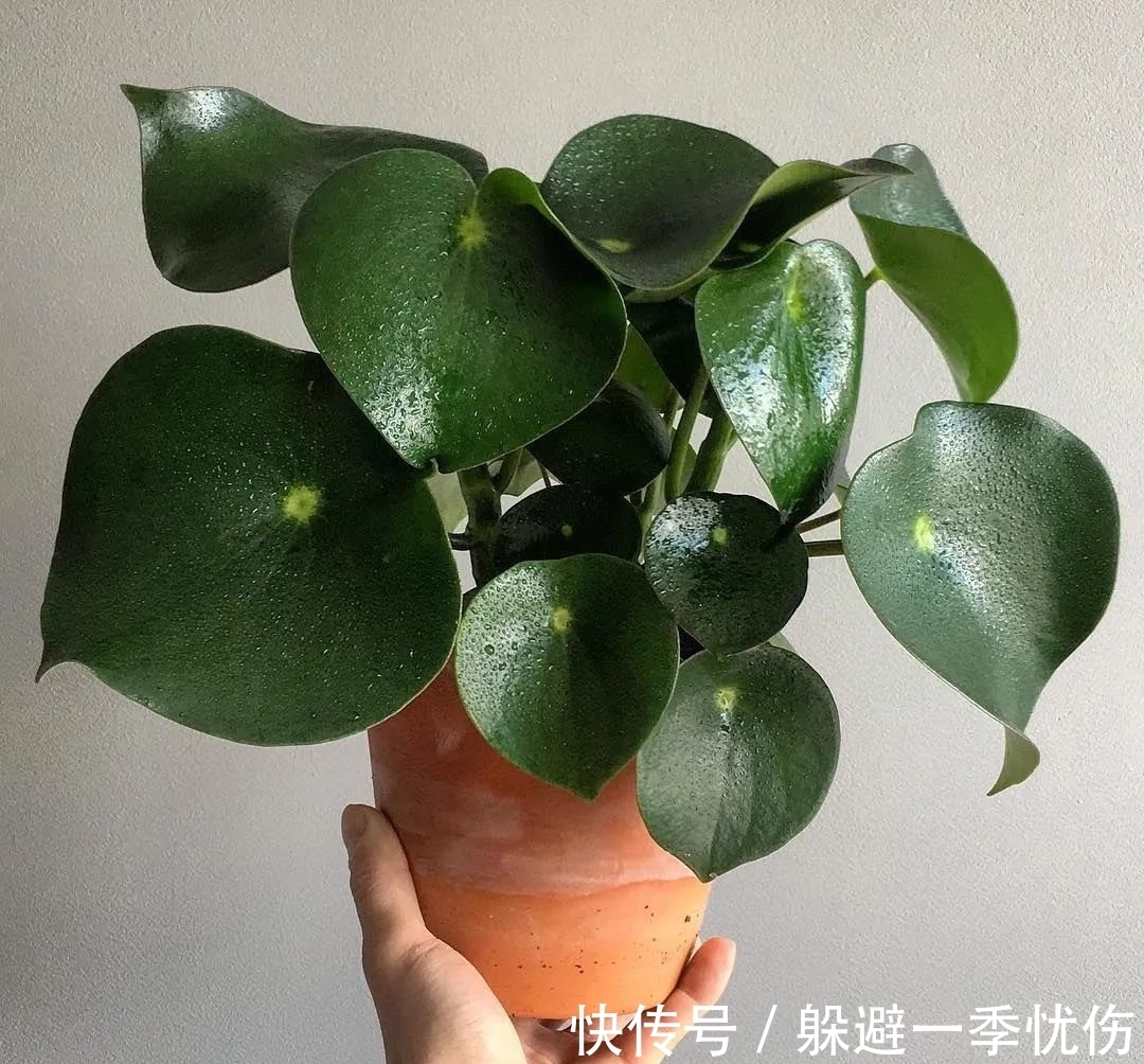 圆润小巧的铜钱草、镜面草和荷叶椒草，三种迷你植物哪种适合你？