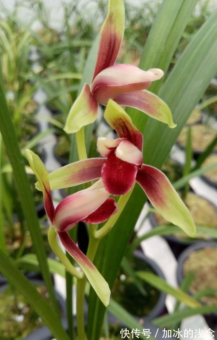 这款兰花,是建兰红素名品,花开艳丽,香味浓郁,花姿迷人