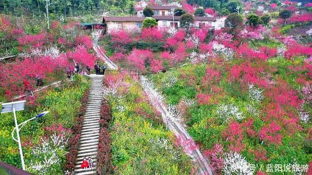 老年|2021年春季国内赏花（二）桃花，推荐16个打卡地