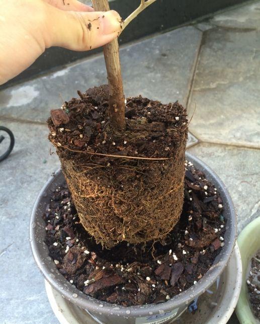 三角梅落叶“光溜溜”,2招“大营救”起死回生,枝上满满都是花