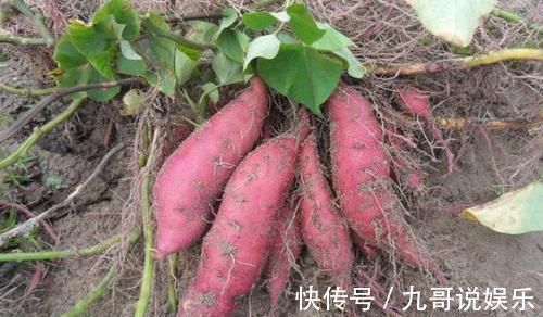 肠胃不好|胃不太好的,牢记多吃1白,少吃3红,修复胃黏膜,肠胃更健康