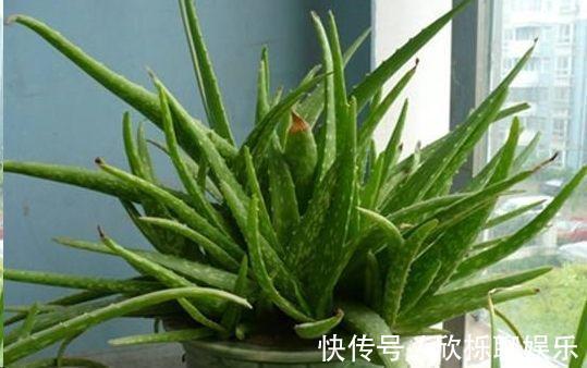 芦荟别乱放,放在这里养,才是最对的地方