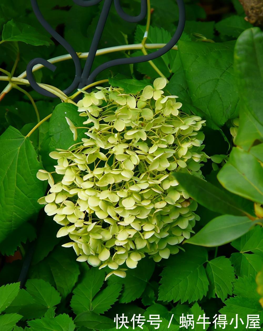 这5种花的养护方法，日照水肥处理好，花就长得好