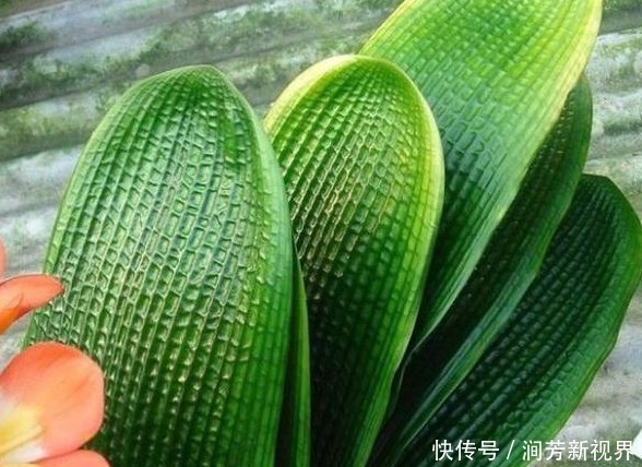 花店老板不小心说漏嘴,用以下水浇花,绿萝吊兰君子兰越养越旺