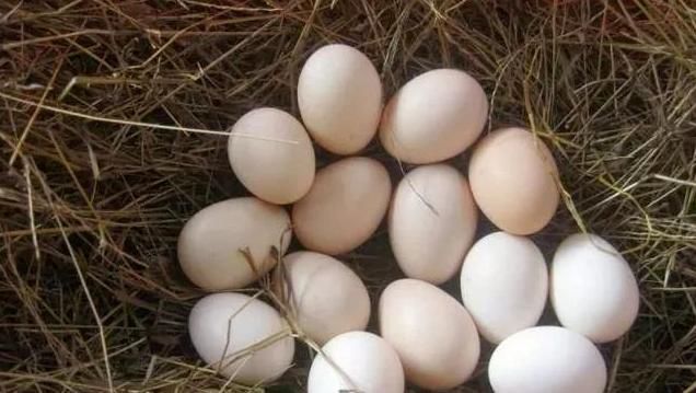 糯米|奉勸大家:陽氣不足的人,請你多吃3樣食物,陽氣快速恢復