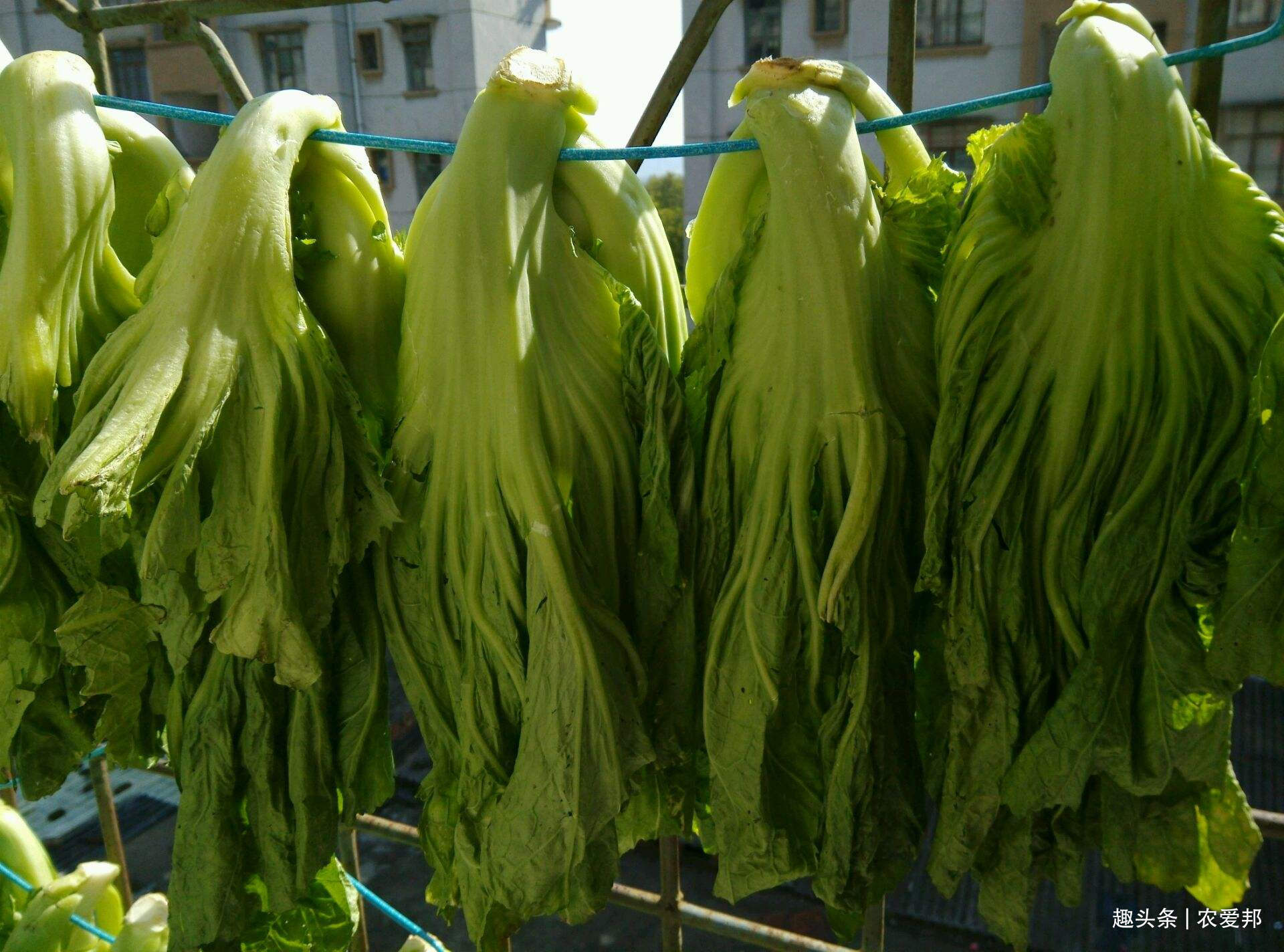 农村有一种菜能长到一米五高,下霜之后更好吃,你们那里叫啥呢