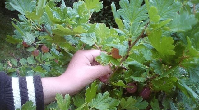 野果|告诉家乡人,此野果,目前40元一斤,别漠不关心