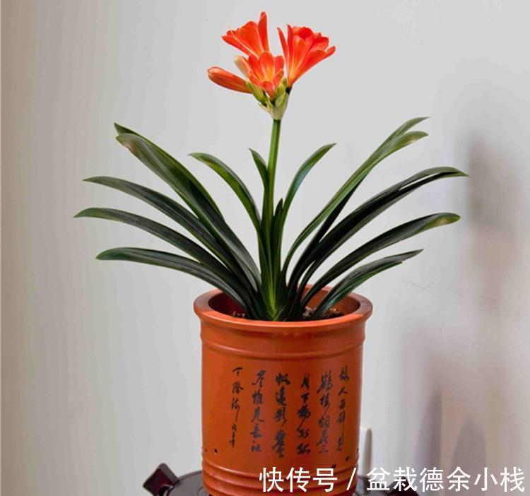 恶习|君子兰盆栽,忌讳这3个地方不走心,养成恶习