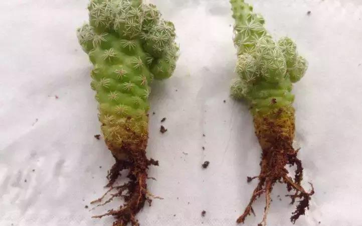 扦插|仙人掌烂根不要扔，切掉烂根埋到土里