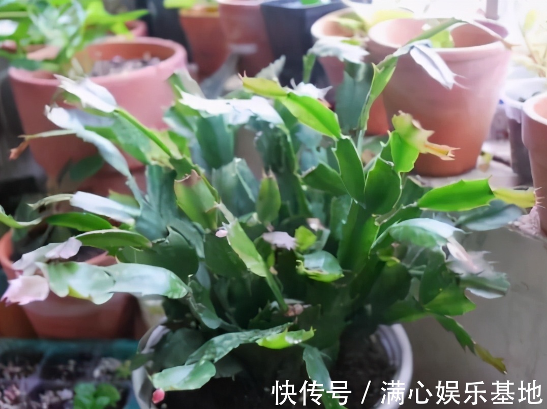 害怕蟹爪兰夏季打蔫,告诉你几个关键操作,让它叶片油绿硬挺