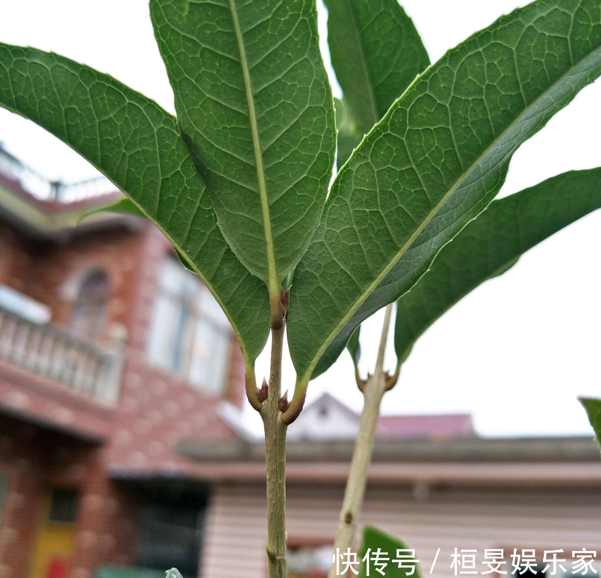 桂花的叶芽和花芽长啥样,养好几年的桂花不开花怎么办只需2点