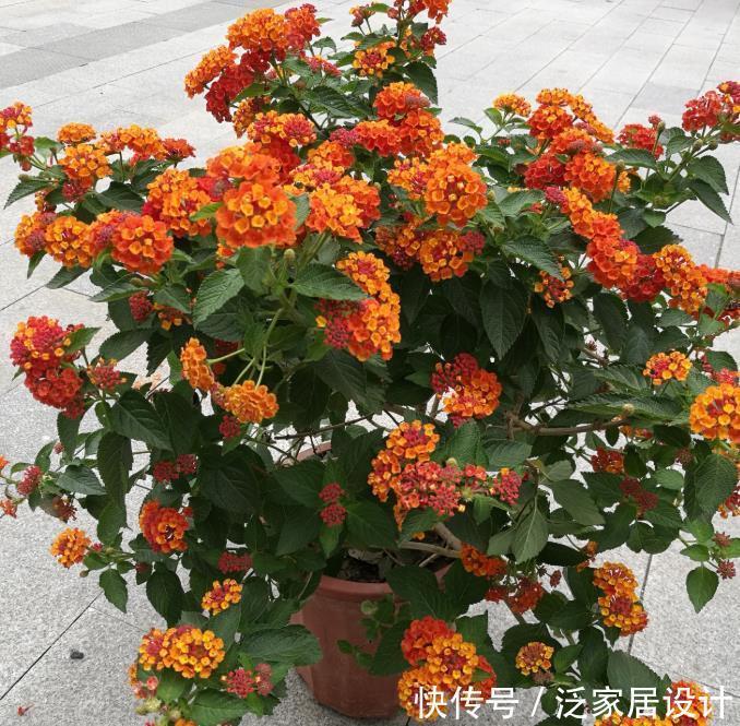 这些花卉美过玫瑰,沾土就能活,开花就爆盆,不易生病好养护