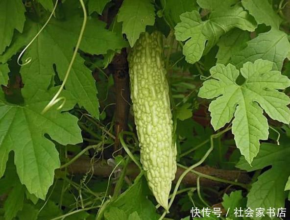 最怕|癌细胞最怕的以下几类食物,连医生都在吃,常吃癌症躲着你