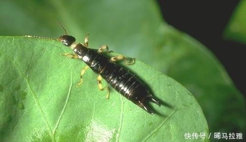 风油精|奶奶种的盆栽从来不长虫,她教我浇水时兑点它,太实用了