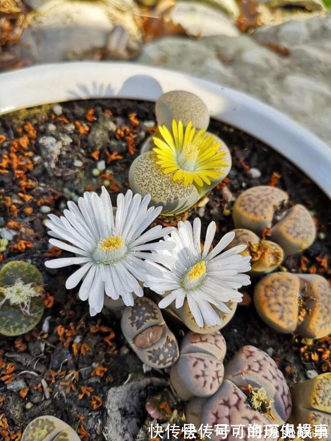 静夜静夜|6种多肉太难养,赶紧留个种,省得每年都要重新买!