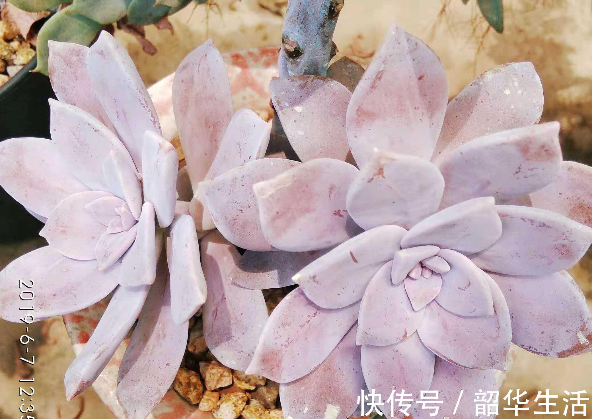 华丽|紫色系多肉华丽风车,夏季也不会轻易褪色,值得我们所有人养一盆