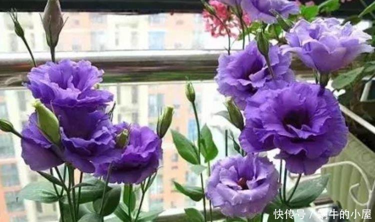 漂亮|此花超漂亮,沾土就活,花朵迷人,阵阵花香,花朵大