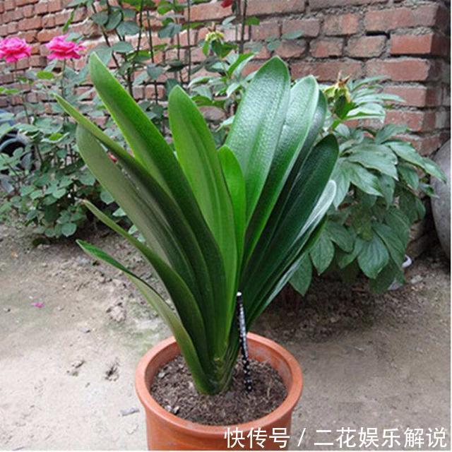 肥效|什么啤酒水、骨头渣都不如“1种臭臭肥”,君子兰吃了“猛长个”