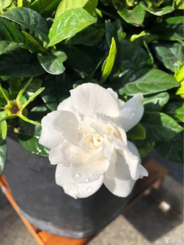 9种花真是老酒鬼，5天一小杯，叶子绿得像打蜡