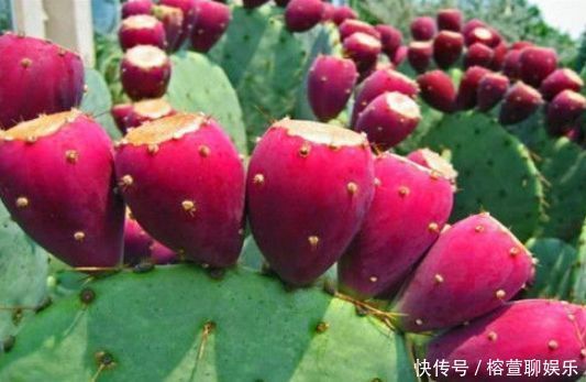 女性想变美,以下食物别放过,滋补养颜,减少黑毒素,脸色红润