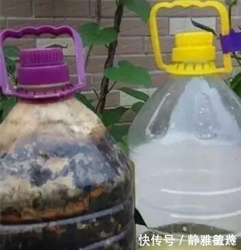 家中养花,这5毛钱的小东西别乱丢,能让花蹿到2米高,你知道了吗