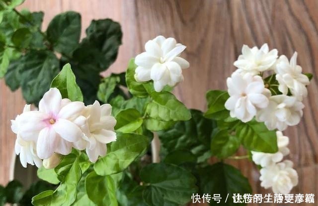 枝条|适合扦插的“4种花”，沾土就活，想练手可以养，轻松繁殖一大片！