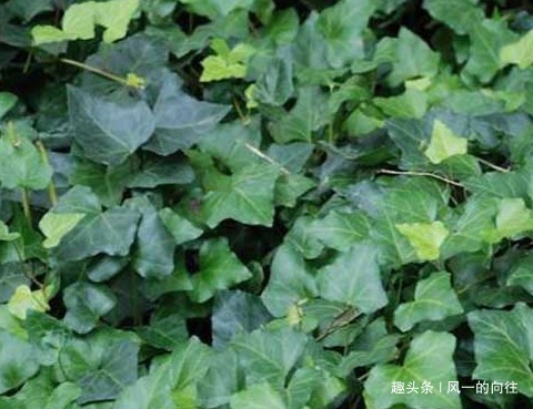 这三种花堪称二手烟天敌，家里养一盆废气全没了，从此健康无忧