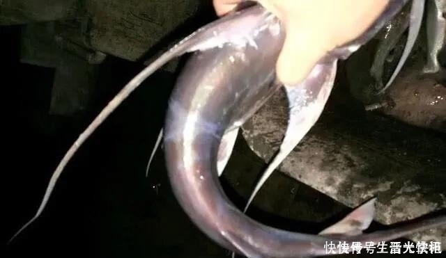小心|此鱼“碰不得”,以后再钓到这种鱼要格外小心,本地人叫骨鱼