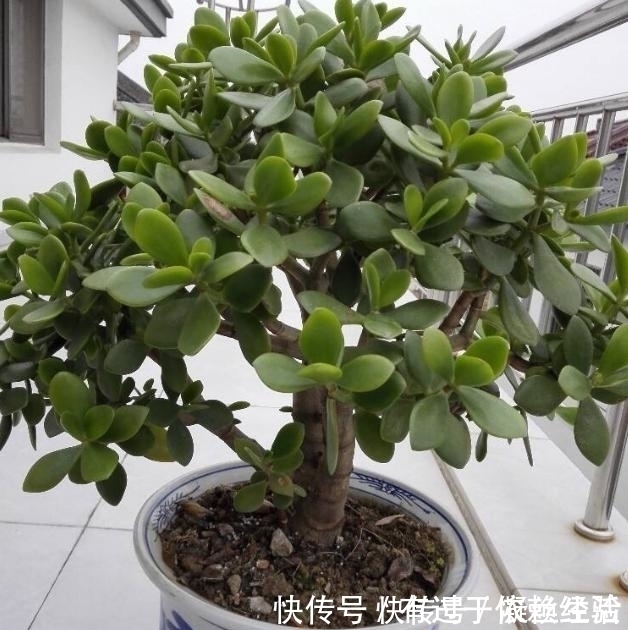 家庭养花,没有肥料也别愁,往土里埋“2个蛋壳”,啥都不缺!