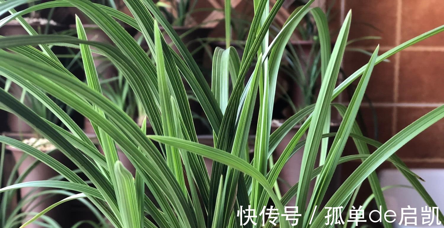 雨水|夏天养兰花,要注意五点要素,难养的品种也可以驾驭好