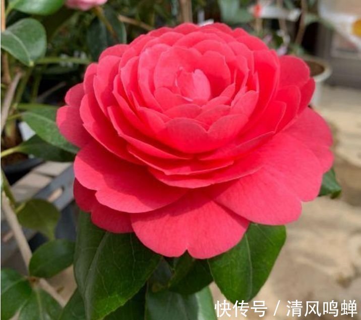 玫瑰花|4种漂亮花，家里养一盆最合适，开花漂亮花期长，谁养谁喜欢