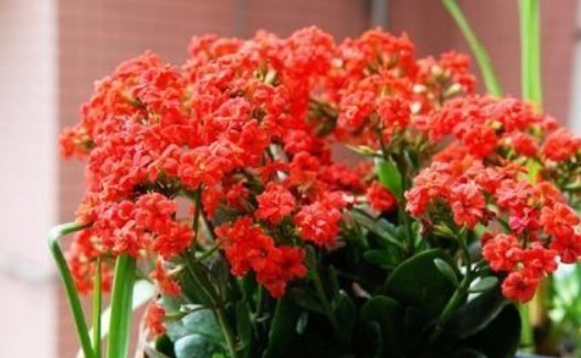 长寿花最怕的3点，现在避开了，还能开一茬，花量大1倍