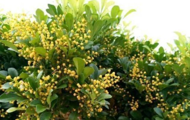 阳台上|3种花喜欢晒太阳,越晒长越旺,只见花朵不见叶,拦都拦不住!