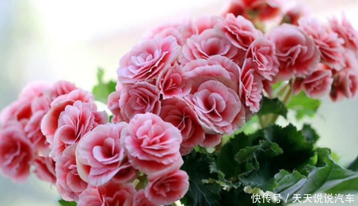 养花就养个花期长的,花大色艳,花开媲美玫瑰,花朵姿态万千,美