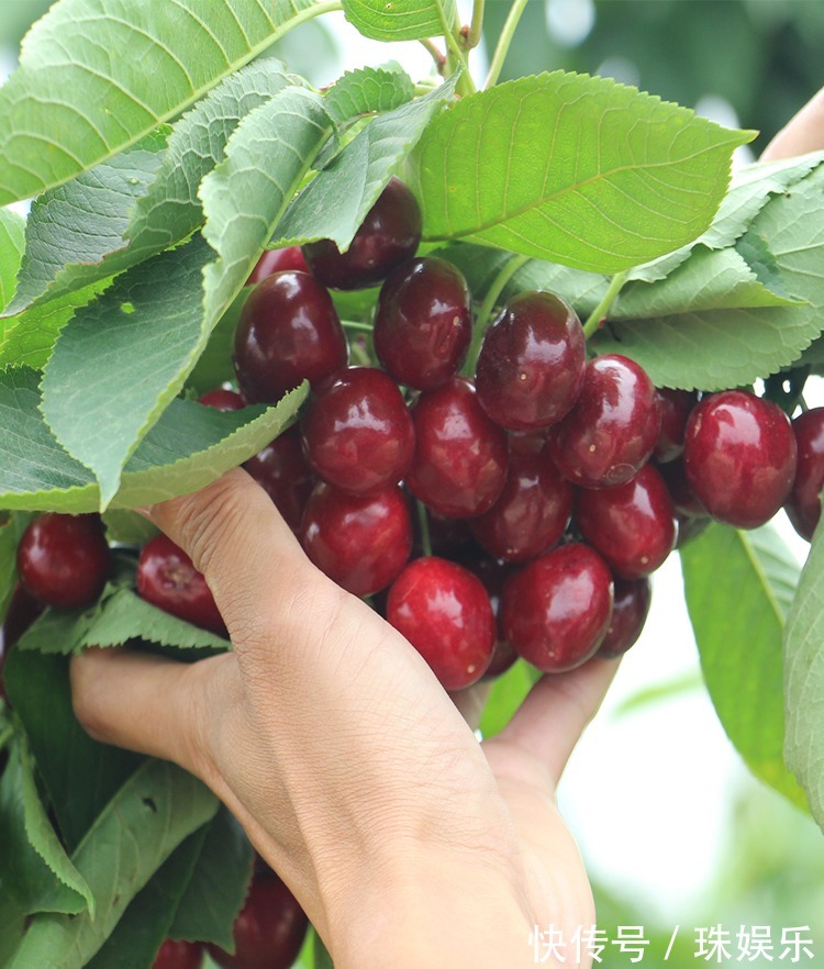 阳台别只种花草,试试种盆栽果树,养护简单易结果,想吃随手摘