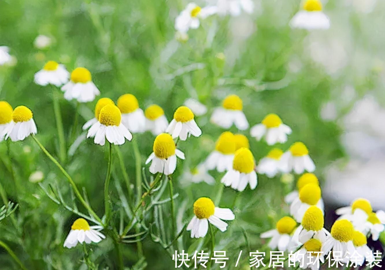 向日葵|这14种花是一次性的,开完花就直接扔了吧,别浪费感情了