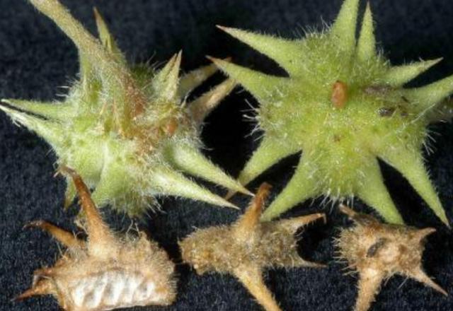 药材|农村一种常见植物,拦路挡道惹人嫌,但价值珍贵