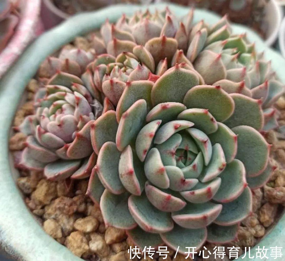 养花:这种多肉,是杂交的混血宝宝,你家有吗?