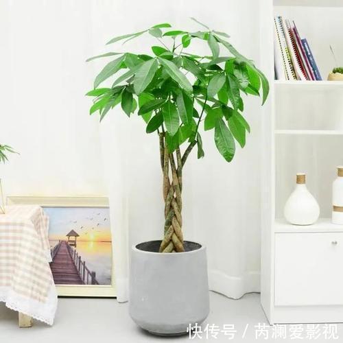 招财|客厅养花有讲究,6种花招财又美观,富贵人家都养了
