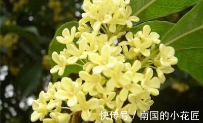 杜鹃花|俗话说“五种花草进家门,招财纳福出贵人”,有道理吗