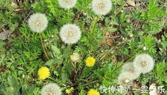 豆芽|33岁女子肝癌离世,生前从不喝酒,偏爱吃一种“毒物”