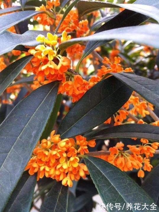 “家有罗汉松,世代不受穷”,家里有庭院,就种这4种“吉祥树”