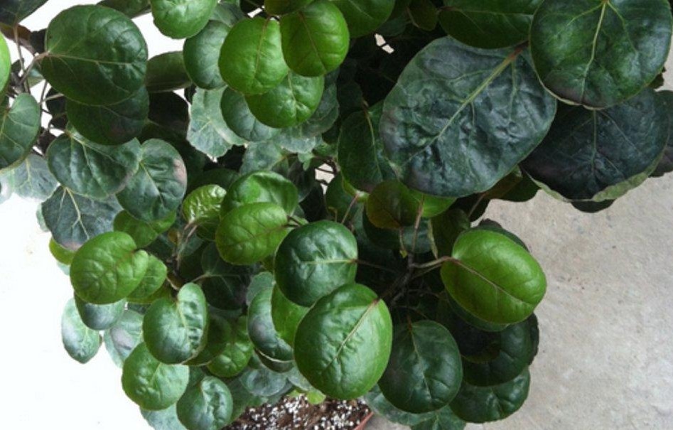 这4款人间富贵花,养2盆就能招来好运,漂亮,有益康健