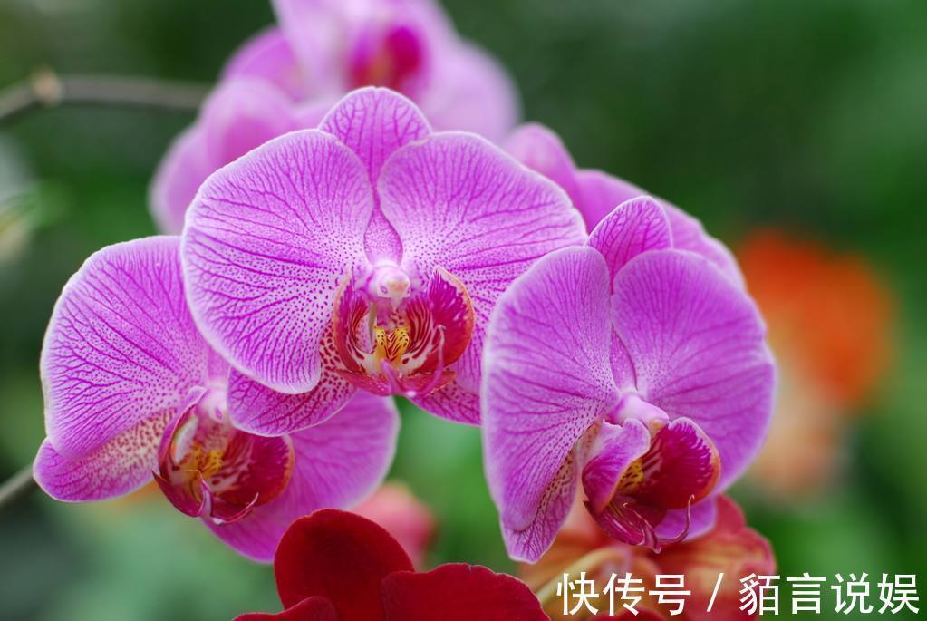 修剪|蝴蝶兰是有名的年宵花,开花似蝴蝶,十分好养你也能上手