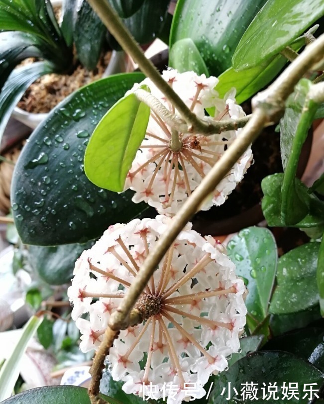 铁线莲|阳台别摆盆盆罐罐了,5种花草养一棵就能开满阳台,很省空间