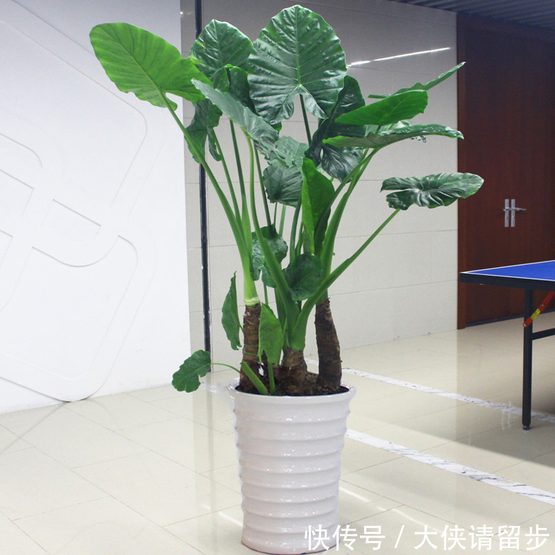 “人养花三年,花养人一生!”家居盆花100种,总有几款你喜欢