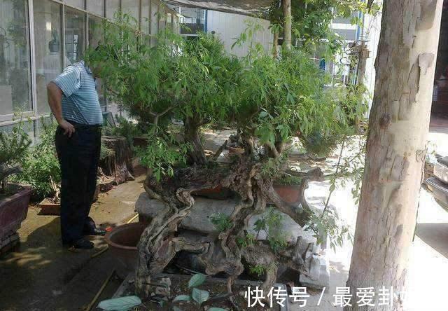 从农村挖个“木疙瘩”做盆景,邻居取笑捡破烂,发芽后却重金求买