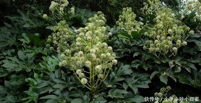 种植|最适合庭院、屋顶绿化种植的植物，各月开花顺序整理，不收藏吗？