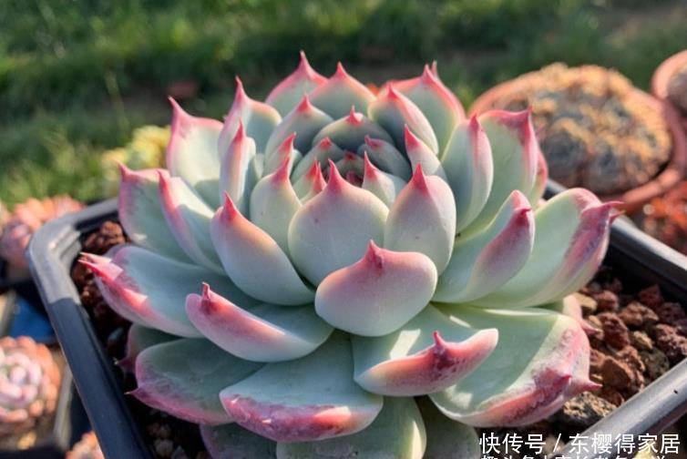 阳台|阳台养多肉容易徒长？新手朋友不妨试试这些品种，相信你不会失望