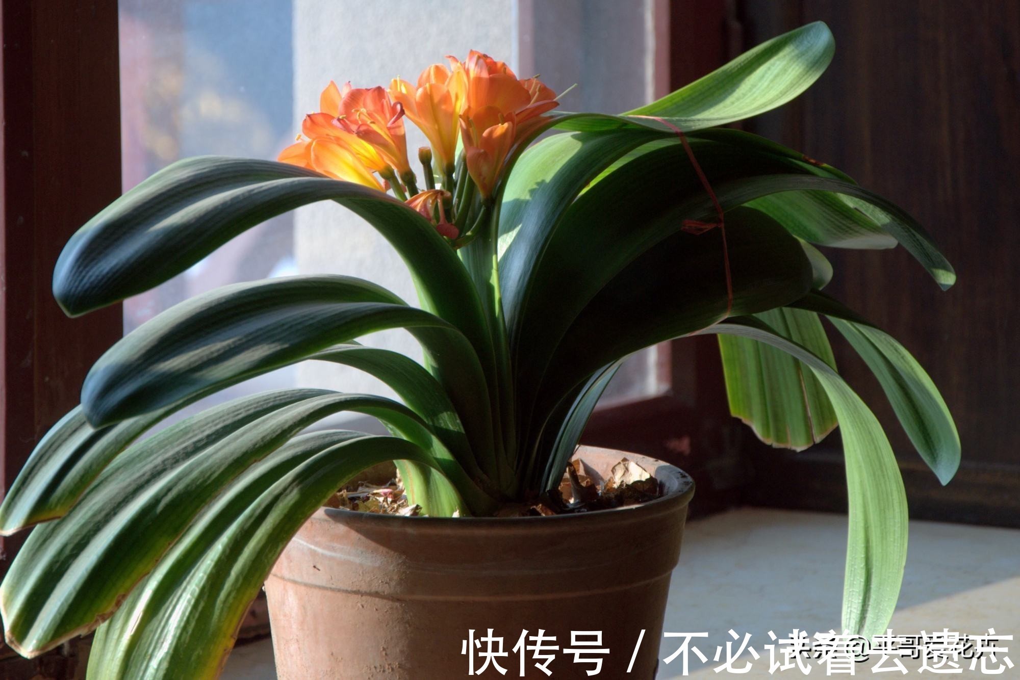 8月养君子兰，浇水是“关键”，教你学“2招”，根壮叶绿、开花艳